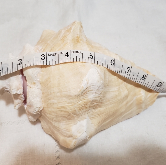 Heavy Conch Queen Shell - Picture 10 of 12